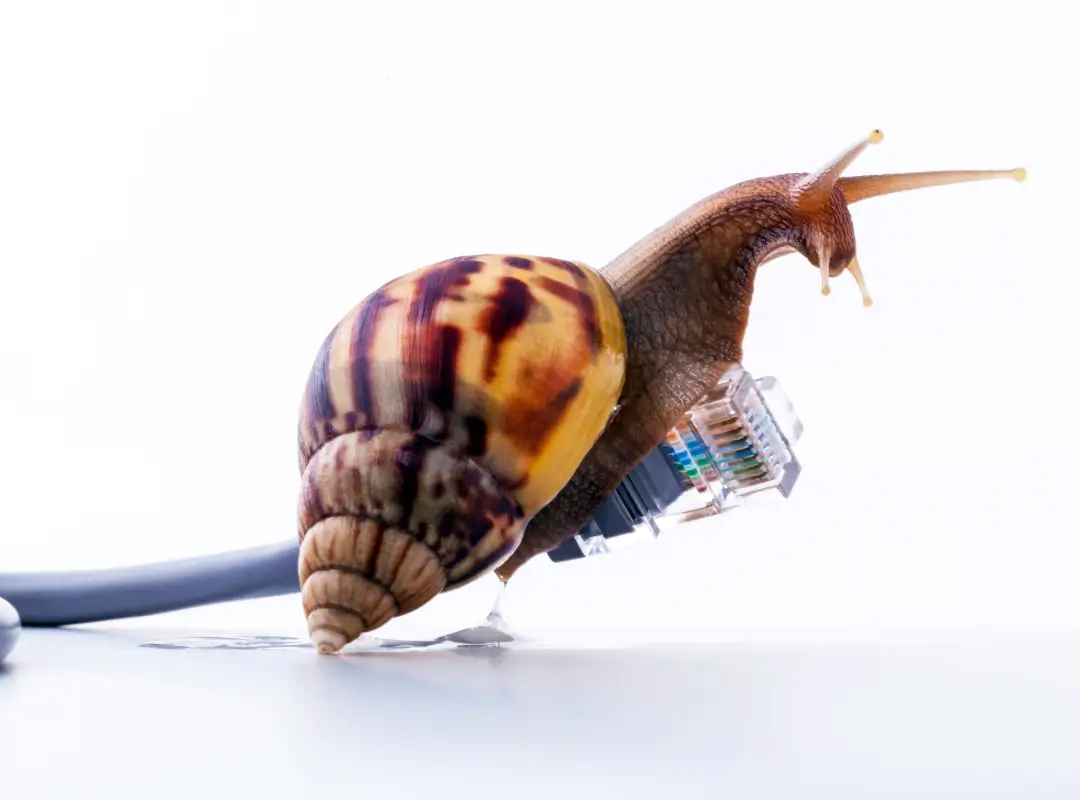 Un caracol montado sobre un cable de Internet